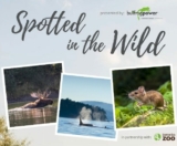 Bullfrog Power Spotted in the Wild Contest: Win a behind-the-scenes tour at the Toronto Zoo