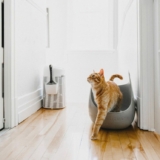 Win a LitterLocker Prize Pack for your cat including Cat Litter Box⁠, Mat, Pail + Scoop⁠ and more