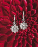 Win a $2599 pair of 10K white gold flower earrings from Ann-Louise Jewellers