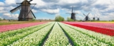 Veseys Contest: Win a trip for two to Holland